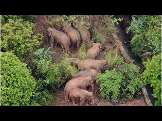آخر مغامرات رحلة الفيلة الشاردة في الصين