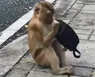شاهد.. فيديو طريف متداول لقرد يحاول ارتداء كمامة