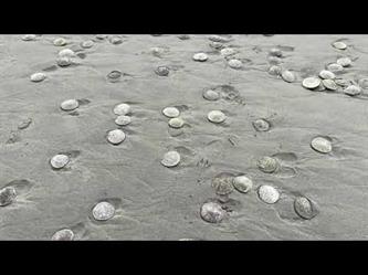 نفوق الآلاف من كائنات “الدولار الرملى” البحرية على شاطئ أمريكي