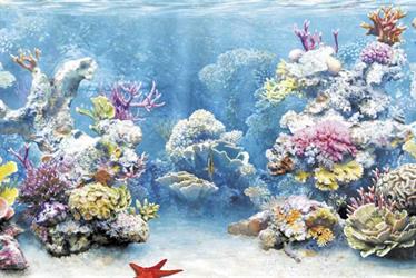 عمرها 600 عام وطولها 10 أمتار.. اكتشاف مستعمرة مرجانية ضخمة في جزيرة “الوقادي”