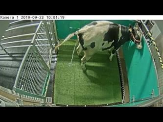 تدريب الأبقار على التبول في المراحيض في نيوزيلندا
