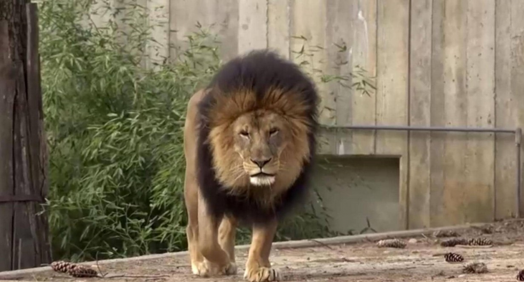 حديقة حيوانات واشنطن تعلن تعافي “الأسود والنمور” من فيروس كورونا