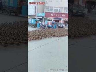 خلف صاحبها.. المئات من البط تعبر طريقاً في وسط مدينة صينية