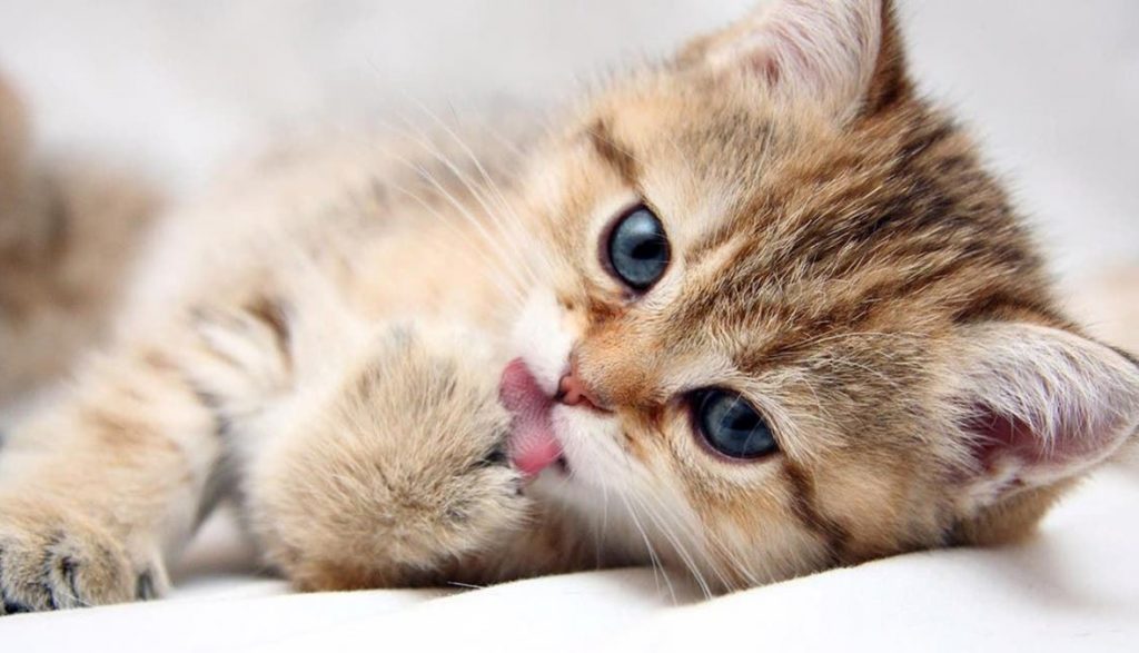 دراسة تفجر مفاجأة بشأن دور القطط في إصابة البشر بأمراض عقلية