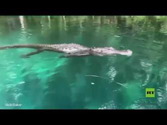 هكذا نجت امرأة من أنياب تمساح في بحيرة بولاية فلوريدا