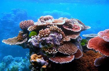 العالم فقد 14 % من شعبه المرجانية بين 2009 و2018