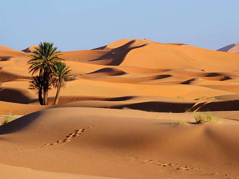تحويل أكثر مناطق العالم جفافا لحقول ملونة.. ماذا تعرف عن ظاهرة ازدهار الصحراء؟ (فيديو)
