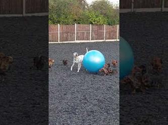 جِراء كلاب تستمتع باللعب ببالون كبير وسط تشجيع أمهم