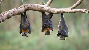 دراسة فرنسية تحسم الجدل.. الخفافيش بريئة من نقل كورونا