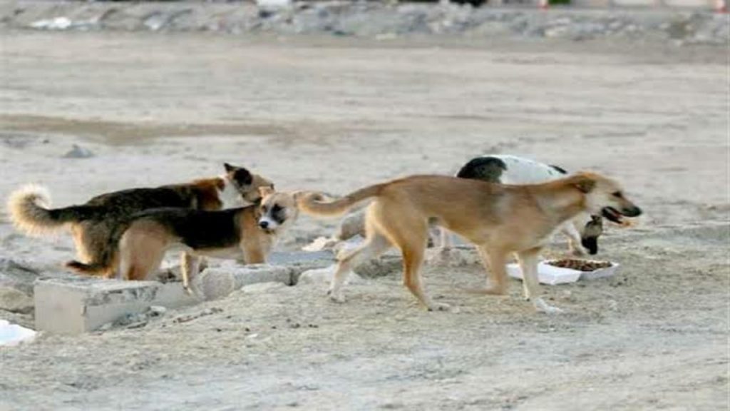 شاهد: مجموعة من الكلاب الضالة تهاجم طفلا في تبوك
