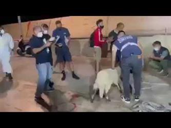 ضبط خروف على متن مركب هجرة غير شرعية انطلق من السواحل التونسية
