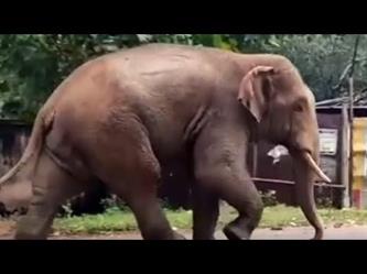 فيل برّي يتجول في قرية هندية ويثير ذعر السكان