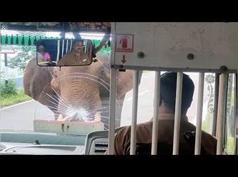 فيل يقطع الطريق على حافلة ويحطم واجهتها الزجاجية في الهند