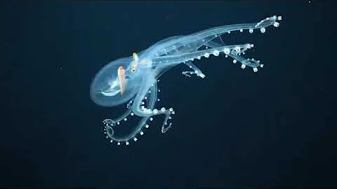 لقطات نادرة.. ظهور الأخطبوط الزجاجي على عمق 651 مترا في المحيط الهادي (فيديو)