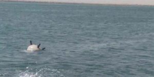 "التحالف": اكتشاف وتدمير لغم بحري حوثي جنوب البحر الأحمر 
