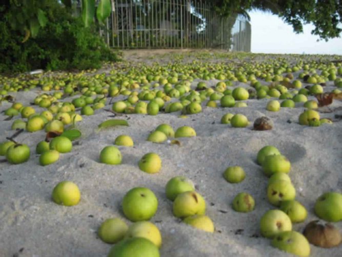 “تنتج فاكهة سامة تؤدي للوفاة”.. كل ما تريد معرفته عن أخطر شجرة في العالم