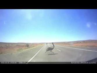 خروج مفاجئ لطائر “الإيمو” أمام قائد دراجة على أحد الطرق الرئيسية في أستراليا