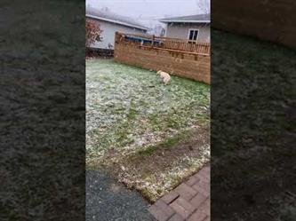 شاهد ردة فعل كلب يرى سقوط الثلوج لأول مرة بكندا