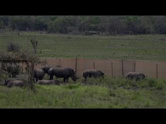 نقل 30 من حيوانات وحيد القرن الأبيض من جنوب أفريقيا إلى رواندا