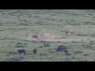 وحيد القرن الأبيض يحارب جاموساً أمام سياح في جنوب أفريقيا