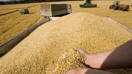“الحبوب” تنهي إجراءات ترسية الدفعة الأخيرة من القمح المستورد وتحدد موعد وصولها