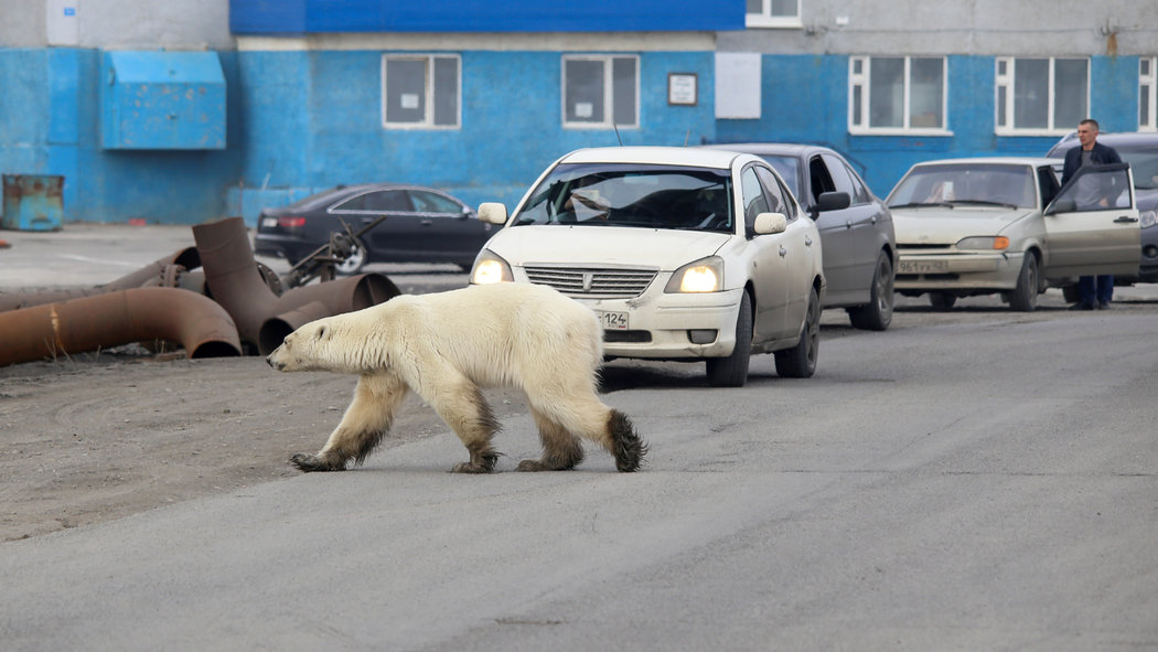 توقعات بتراجع أعداد الدببة القطبية الباحثة عن الطعام في قرى القطب الشمالي