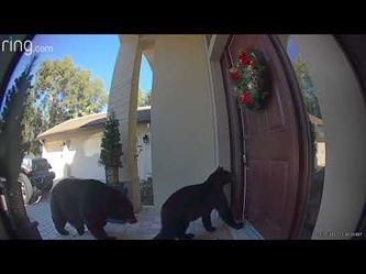 دبة وصغيرها يحاولان دخول أحد المنازل في فلوريدا