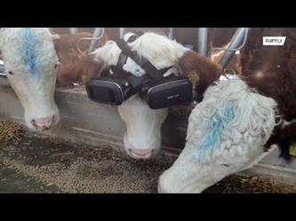 مزارع تركي يوصل سماعة “واقع افتراضي” برأس بقرة لزيادة إنتاجها من الحليب