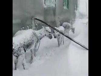 مشهد مؤلم لمجموعة من الحمير تصارع البرد والثلوج في تركيا