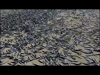 أسماك “السردين” النافقة تغزو شواطئ إحدى مناطق تشيلي