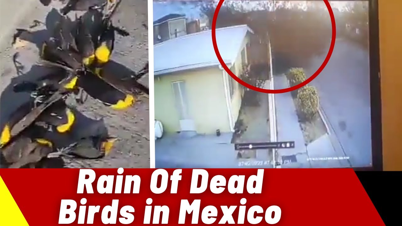 ظاهرة غامضة في سماء المكسيك.. تساقط مئات الطيور من السماء