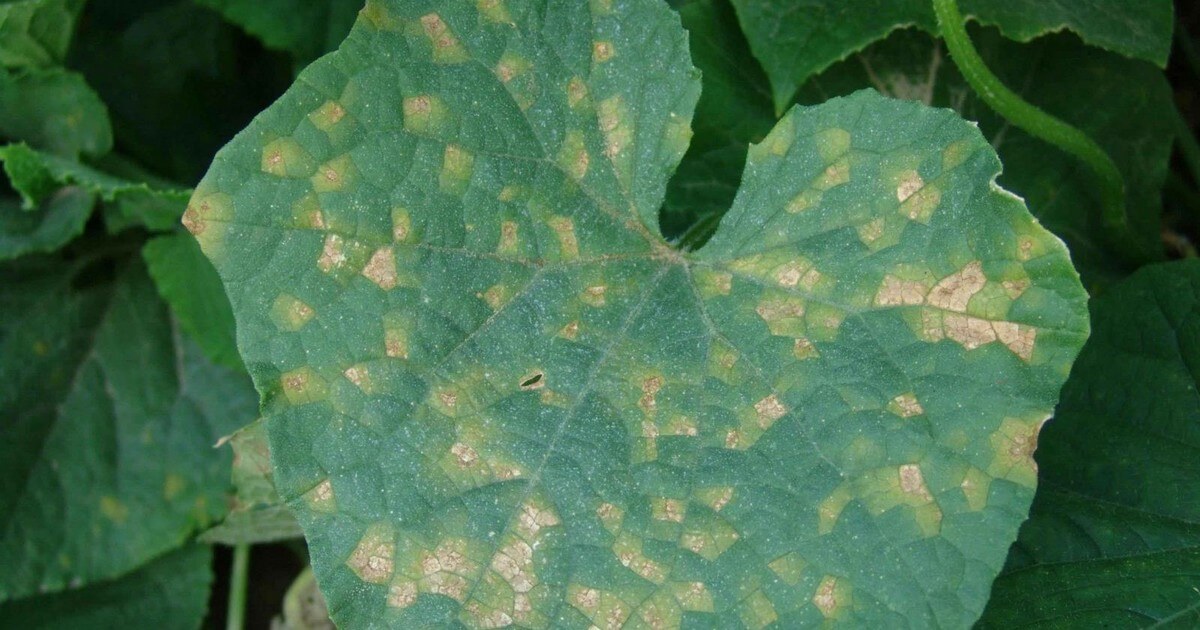 ما الذي نعرفه عن مرض البياض الزغبي الذي يصيب نبات القرع؟