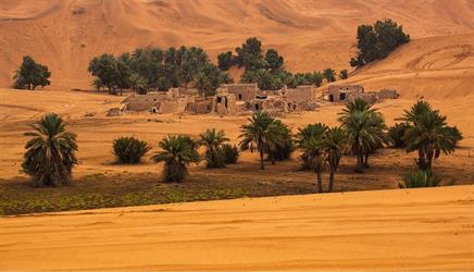 “واحات المذنب” .. لوحة من جمال الصحراء
