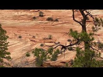 قطيع من الأغنام الجبلية يركض على الصخور الحمراء بمحمية أمريكية
