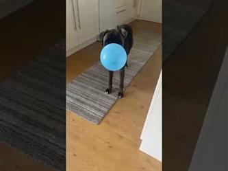 مقطع طريف لكلب يرفض التخلي عن البالون داخل المنزل