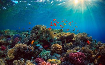 علماء يتمكنون من سماع “أصوات” الشعاب المرجانية باستخدام الذكاء الصناعي