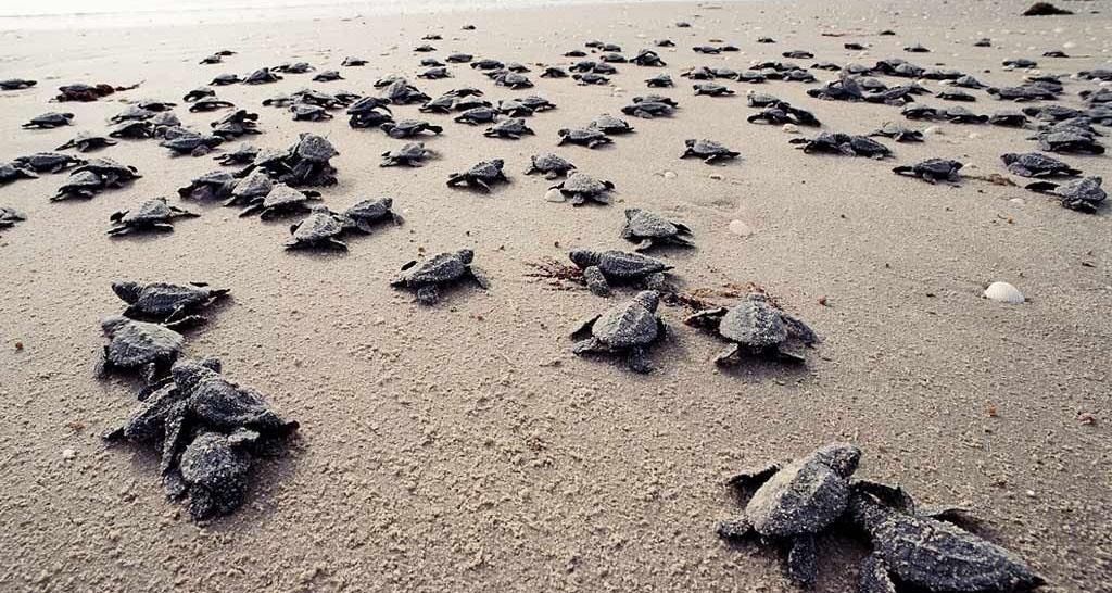 نفوق عدد من السلاحف والدلافين قبالة سواحل غواتيمالا