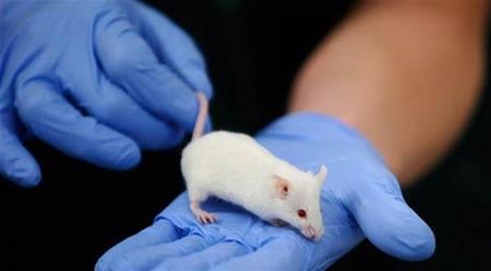 استنساخ فئران عبر تجفيف الخلايا بالتجميد في تقنية واعدة على صعيد حفظ الأنواع