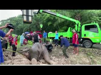 إجراء عملية إنعاش قلبي رئوي لفيلة بعد سقوطها مع صغيرها في حفرة بتايلند