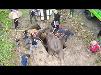 إنقاذ فيلة وصغيرها سقطا في حفرة بتايلاند