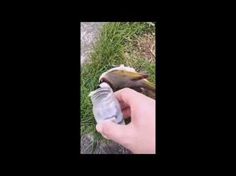 شخص ينجح في إنقاذ طائر أرهقه العطش بسبب شدة الحرارة