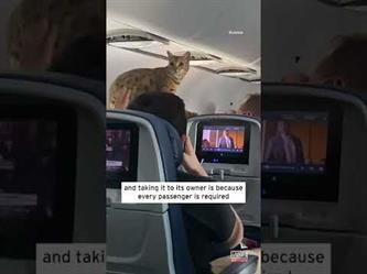 قطة تعيق رحلة متجهة من نيويورك إلى تكساس بعد هروبها من مالكها على متن الطائرة