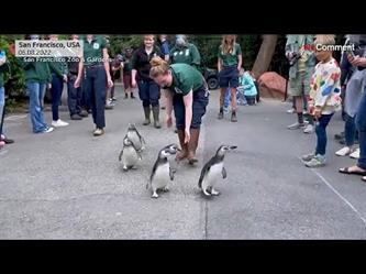 5 بطاريق تتجول في حديقة حيوانات سان فرانسيسكو أمام المئات من المتفرجين