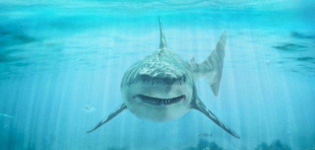 أسماك القرش تهدد عالم الانترنت في قاع المحيط