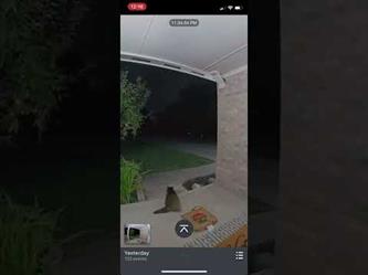 حيوان الراكون يسرق البيتزا من أمام المنزل