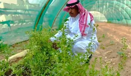 يستهدف زراعة 10 آلاف شتلة.. مواطن يروي نجاح تجربته في زراعة الاستيفا لأول مرة بنجران (فيديو)