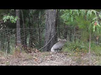 شاب يساعد حيوان “الكوالا” على العودة إلى المحمية