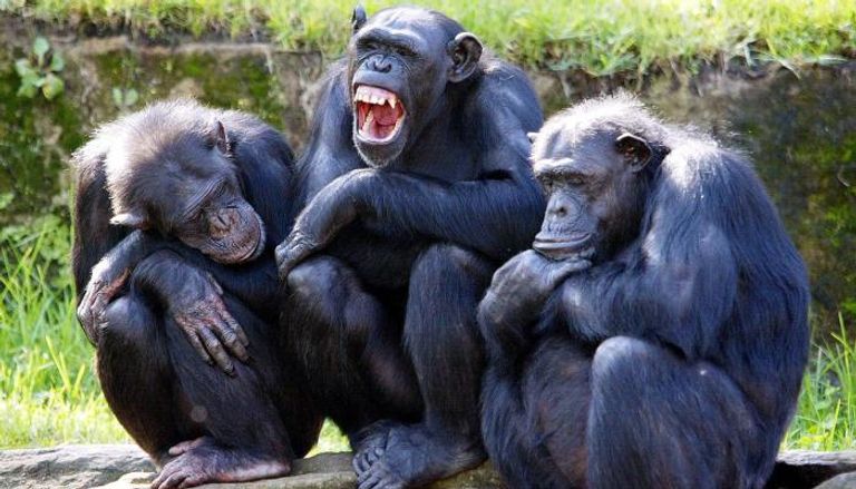 200 ألف دولار “فدية” لتحرير 3 صغار شمبانزي