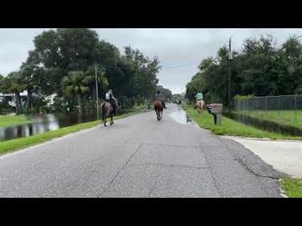 إنقاذ أبقار من سيول ولاية فلوريدا الأمريكية