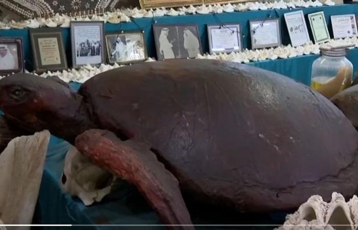 الأول من نوعه بالمنطقة.. متحف بحري في جزر فرسان يضم سلاحف وحيتان